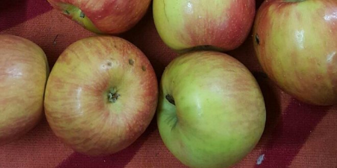 Reducing the risk of bitter pit in Honeycrisp apples