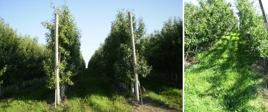 Light concepts for apple orchard practices
