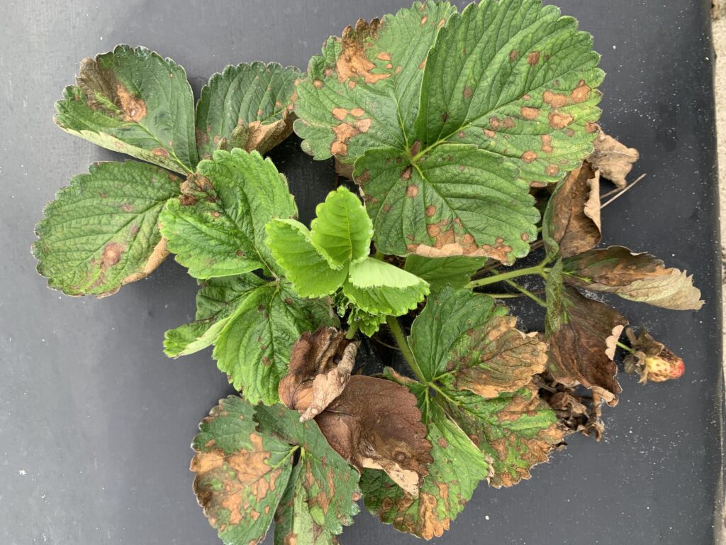 Report: Florida strawberries attacked by aggressive fungus