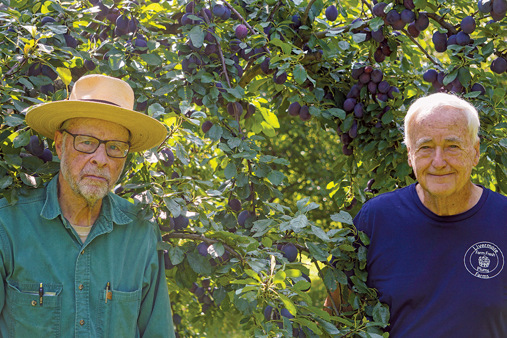 Cornell’s Jay Freer, from left, and Ken Livermore, orchard landlord and tree manager, in a grove of the European Castleton plums.