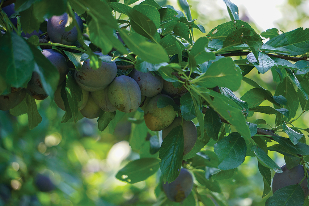 The European Castleton plum variety was bred and named by Cornell’s ag experiment station. Photos courtesy of Jacob Pucci, Cornell University.
