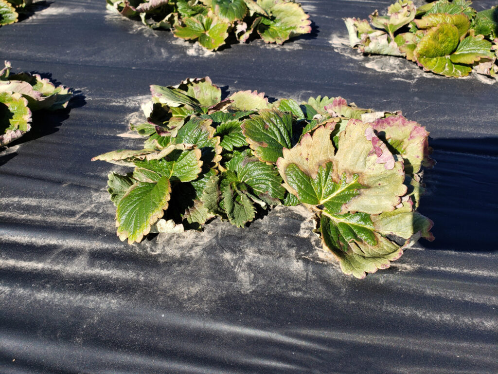 Arkansas peaches, muscadines hardest hit in 2021’s second historic freeze event