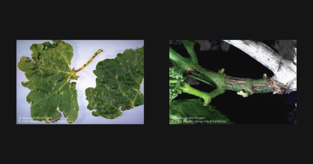 Fresh Views: Grapevine disease management tackled