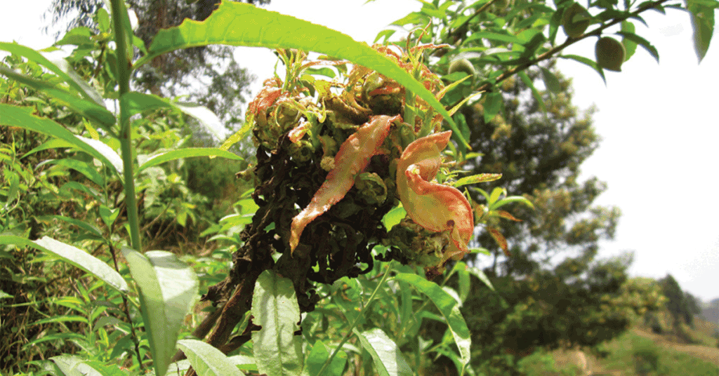 Fresh Views: A Team approach to plant disease management