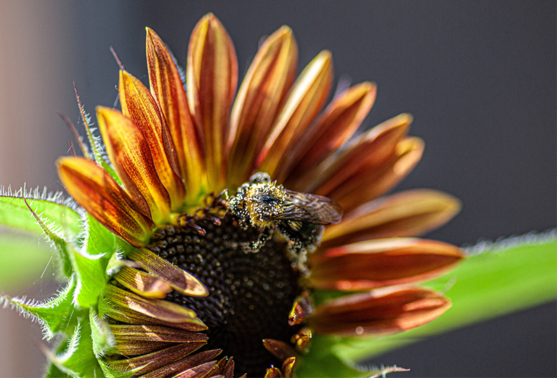 Rice Fruit Company helps give native pollinators a running start when spring begins.