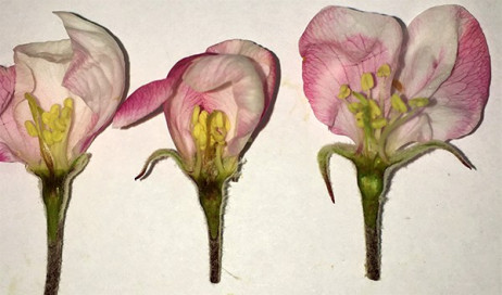 Pennsylvania apple, pear growers should check flowers for freeze damage