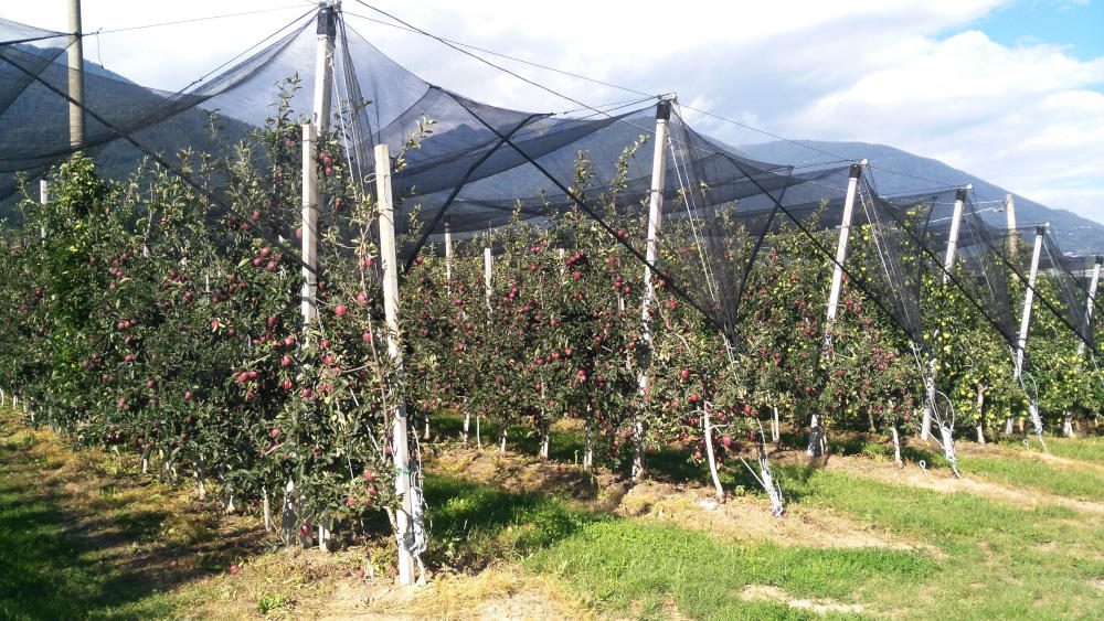 Arrigoni screens promote safe production of apples and pears