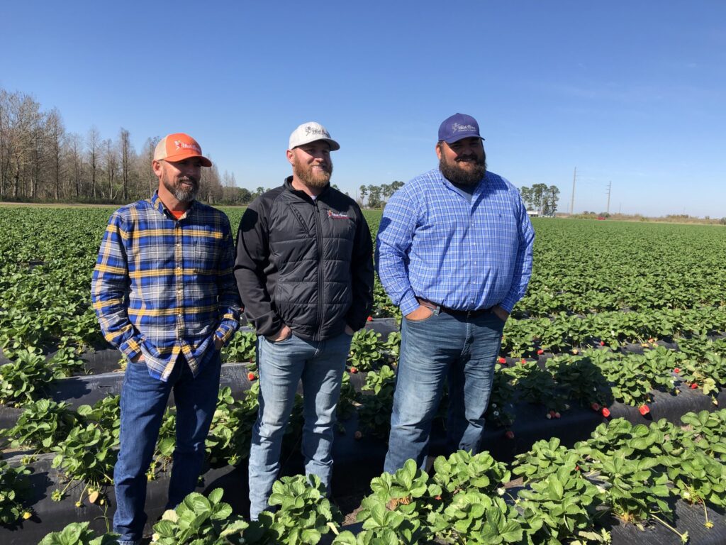 Wish Farms expands Florida strawberry farm
