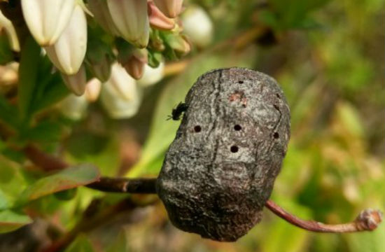 Funds available to replant fields infested by blueberry stem gall wasp