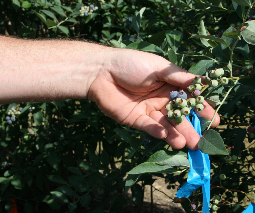 Southeast Georgia experiences improved blueberry season