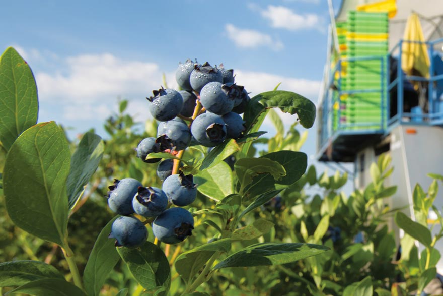 Florida blueberry meeting showcases smarter sampling, stronger varieties and disease defense