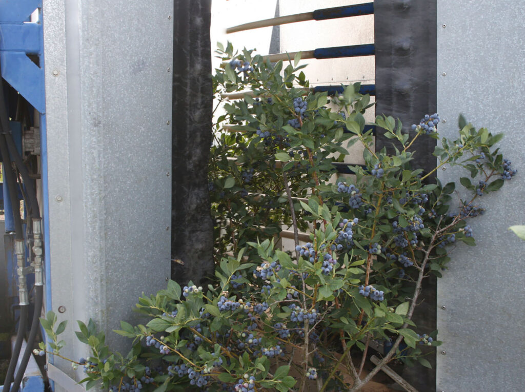 Georgia Farm Bureau funds plant pathologist to study blueberry disease