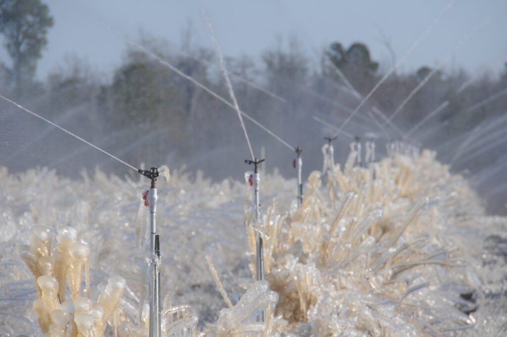 Eastern grape, fruit growers preparing for the worst with major frost event forecast