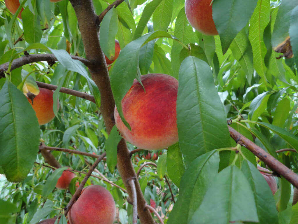 North Carolina peach growers hold referendum Feb. 25