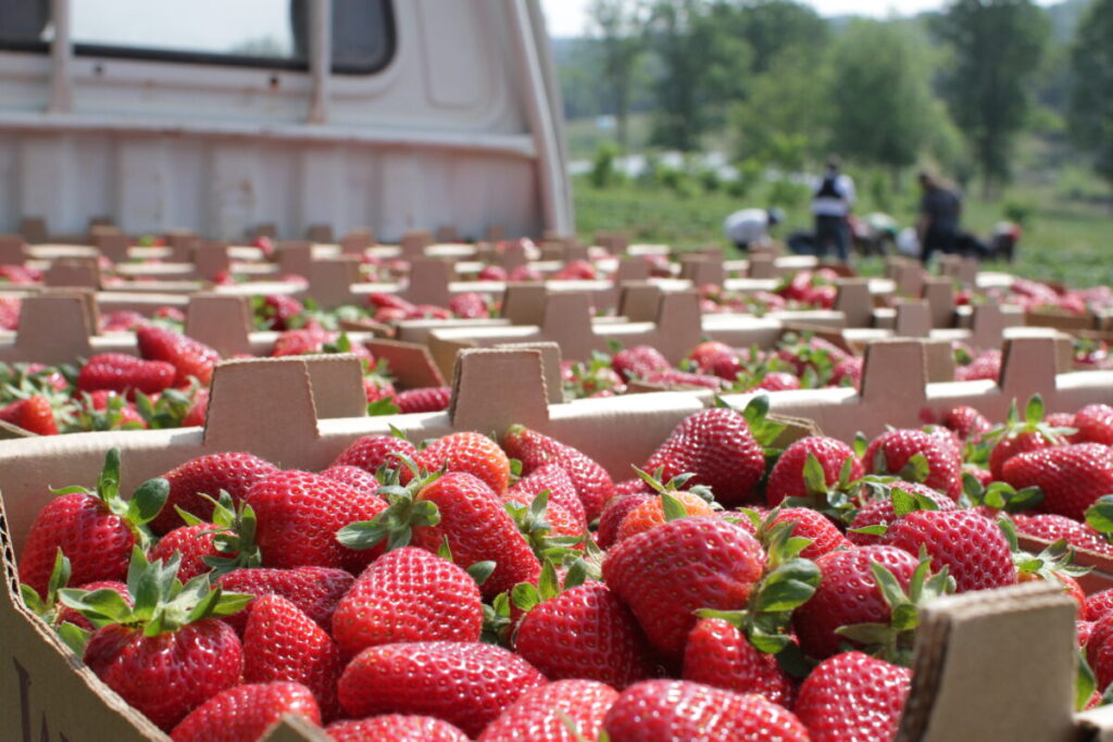 Georgia seeks to help farmers get produce to public