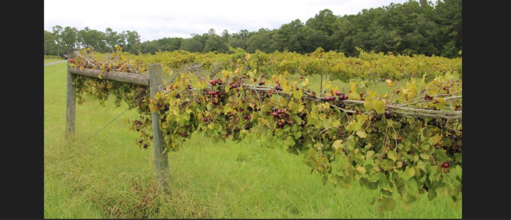 Georgia growers reject wine & grape marketing order