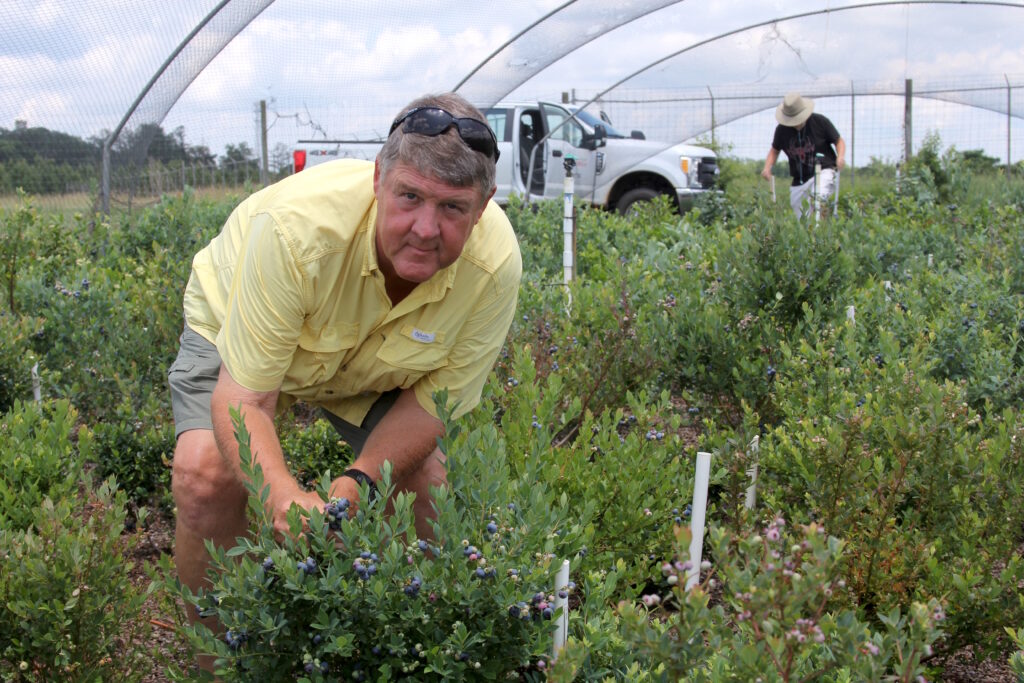 Georgia-bred blueberries cross globe
