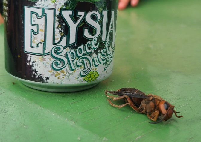 Entomologists confirm new Asian giant hornet detection in Washington state