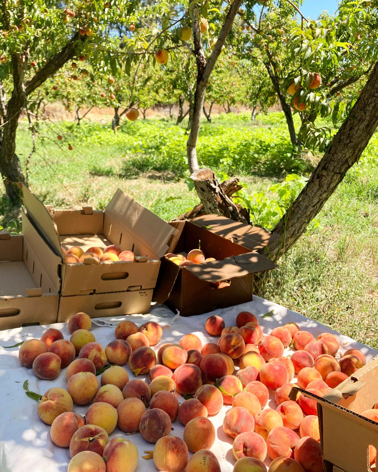 Good Humus’ peaches on display.