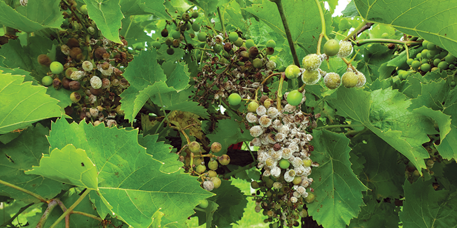 Powerful grapevine gene fights downy mildew