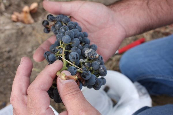Disrupting mealybug mating may help protect vineyards from grapevine leafroll