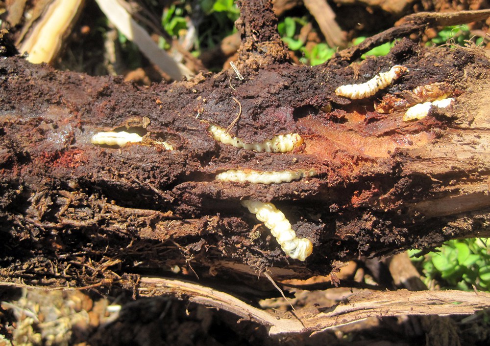 Grape root borer seen in eastern U.S. vineyards