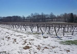 Frost survey: Help PA Farm Bureau grasp April freeze impacts