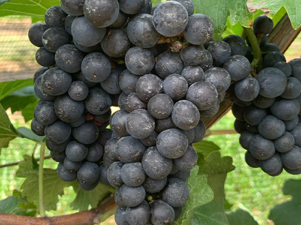 CAWG president John Aguirre to step down after 12 years