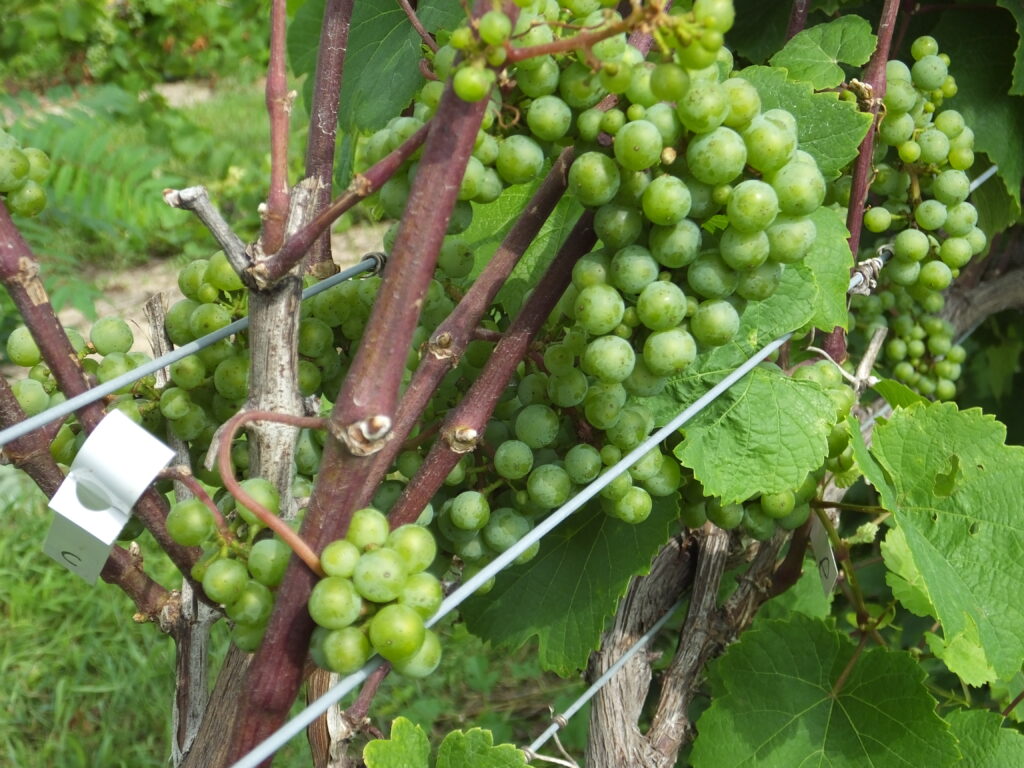 Possible grapevine disease culprit identified