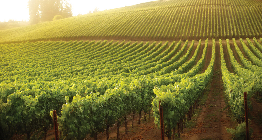 California winegrape crop smallest since 2011