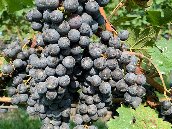 Virtual roundtable discussion on grape growing, winemaking set