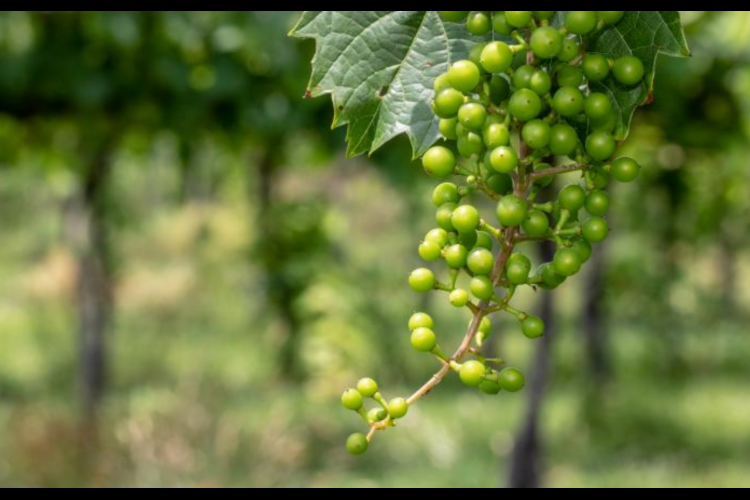 Online wine sales benefit Kentucky grape, wine research
