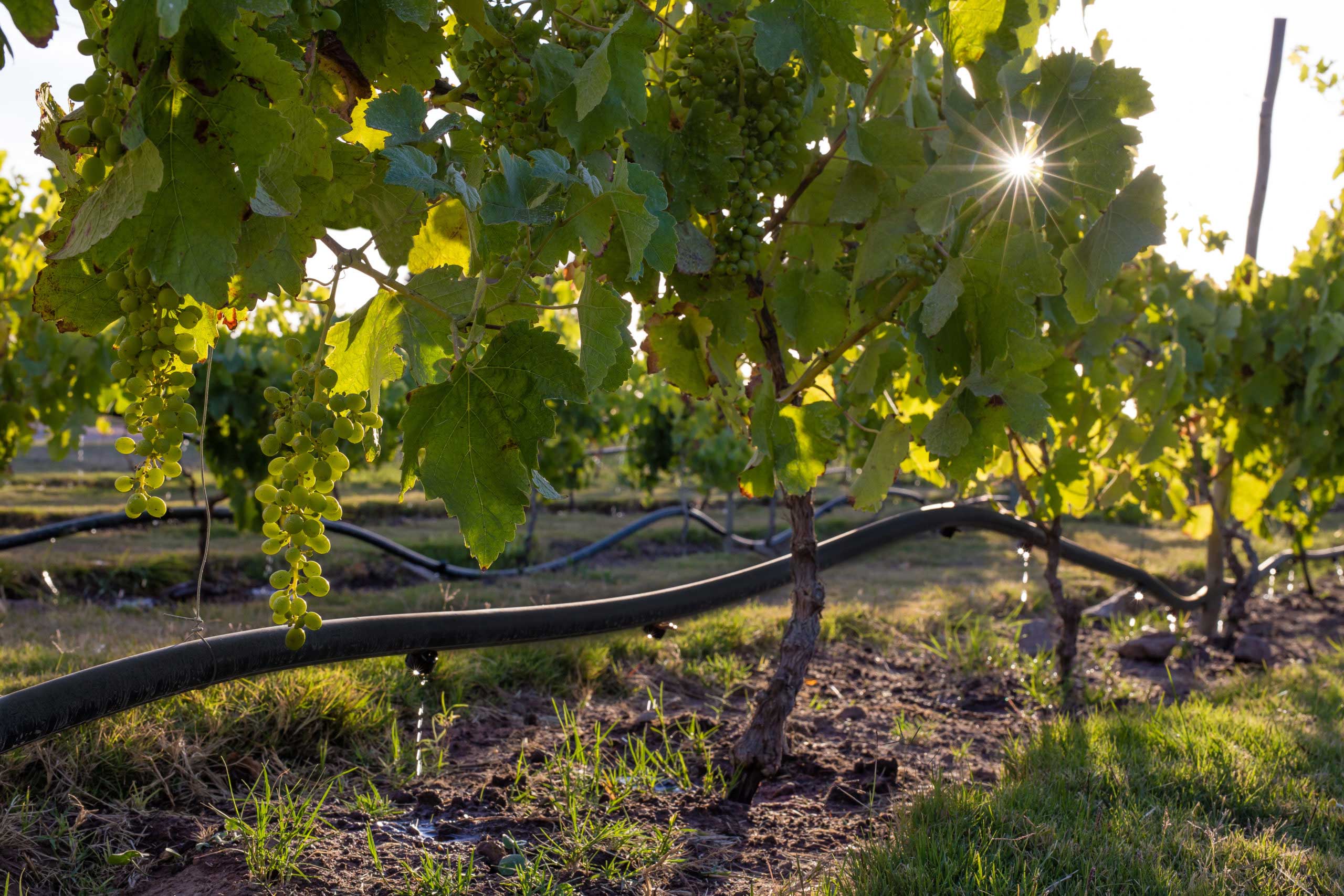 Grapevines being fed via drip irrigation