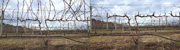 Michigan Statewide Grape Spring Kickoff hybrid meeting is April 29