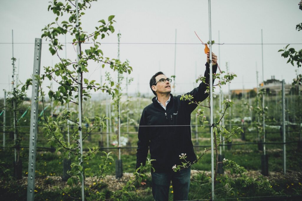 Cornell researchers win major awards from cider industry