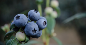 Blueberries growing on the bush. Photo courtesy of Naturipe Farms.