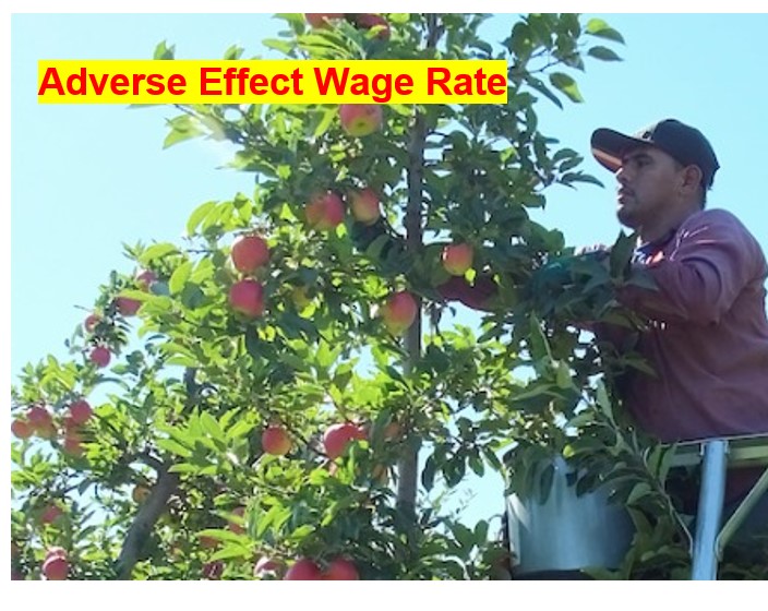 AEWR Adverse Effect Wage Rate H-2a H2A farm labor workers harvesting H-2A H2A feature