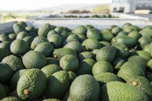 California avocado industry pushes seasonal tariff-rate quota proposal