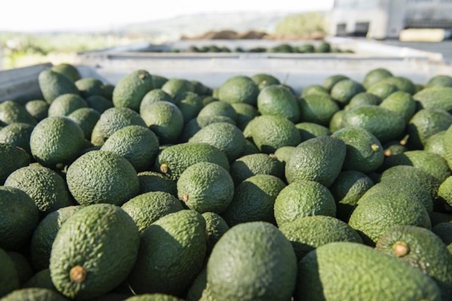 Avocados hit record high: Hass projects huge supply for 2025