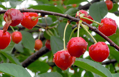 Damage to tart cherries before harvest. Photo was taken the morning after a storm. Note the torn skin on the fruit in the upper left. Bruises to red fruit are just noticeable as discolored spots on the fruit.