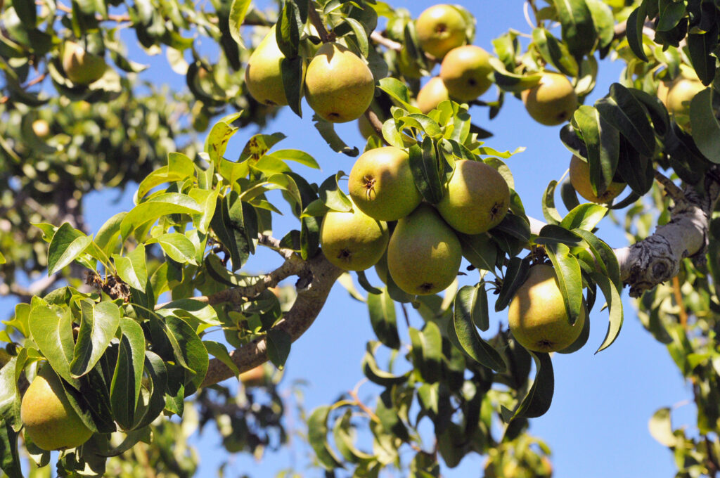 WSU to present pear IPM workshop