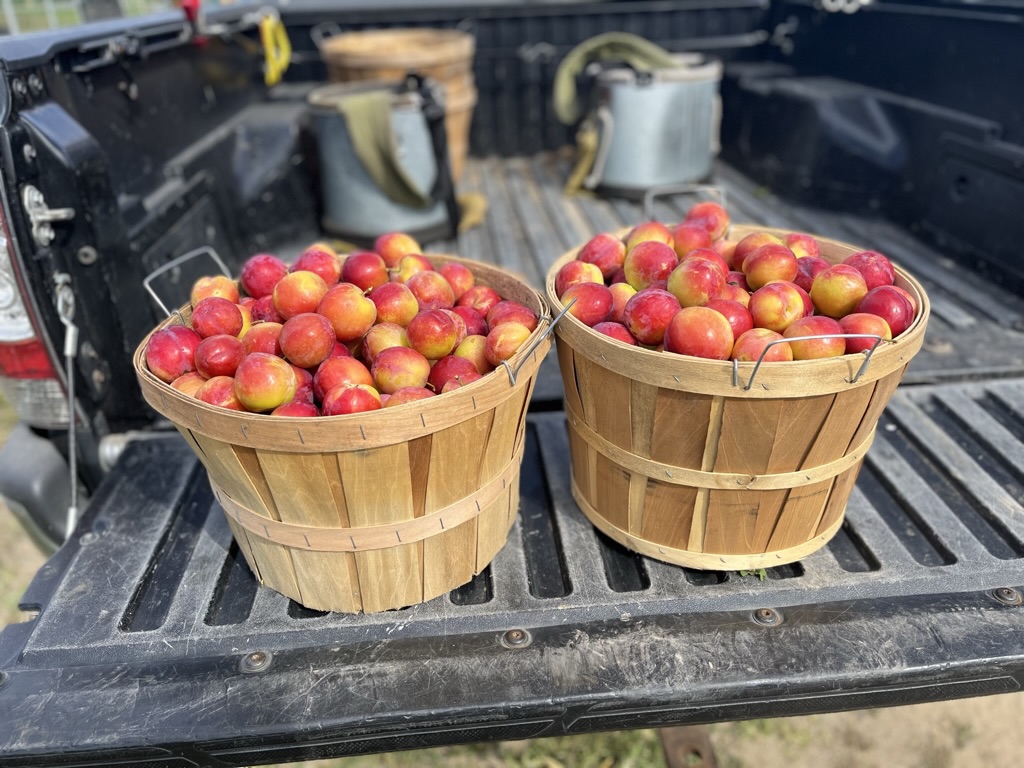 Hanulcik Farm Market & Orchard’s central Michigan fruit heritage