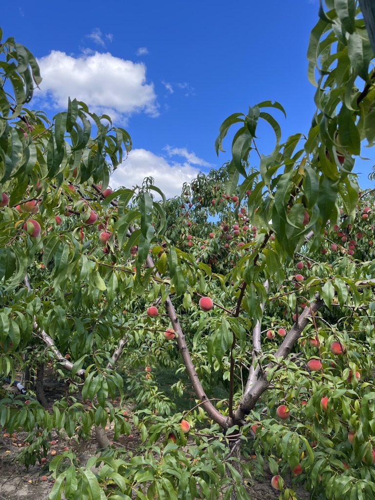 photo of peach orchard at Hanulcik Farm Market & Orchard