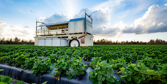 Automated harvesters power up for strawberries