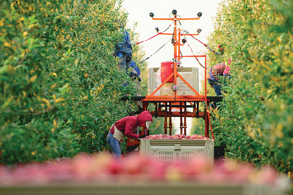 Harvest-Platform-Quincy-Galas-Stemilt