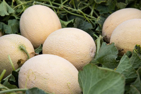 New Syngenta melon includes harvest indicator