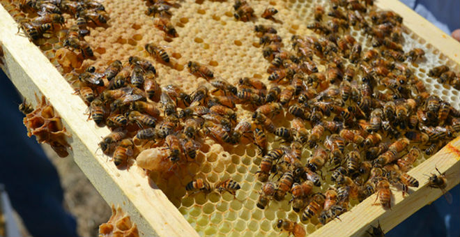 Draft protection plan for Michigan pollinators released