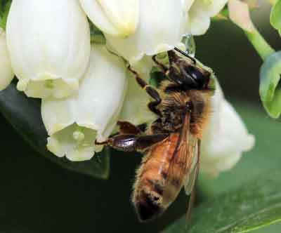 Honey bee