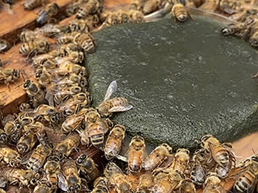 Honeybees feed on a pollen patty containing microalgae. Photo by Vincent Ricigliano, ARS.