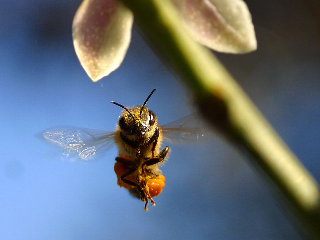 USDA outlines honeybee numbers